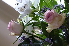 玫瑰,摄影,鲜花