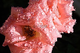 玫瑰,雨點(diǎn),植物