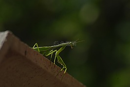 螳螂菩提樹,昆蟲,動物