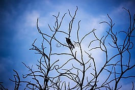 天空,藍色,鳥