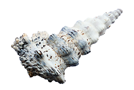 海,貝殼,海洋