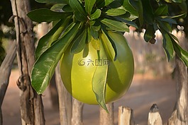 葫蘆,性質(zhì),porongo