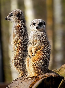 貓鼬,野生,動物園
