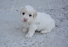 小狗,狗棉花圖萊亞爾,國內(nèi)動(dòng)物