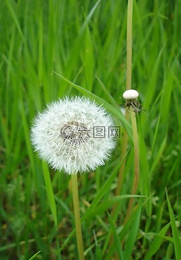 蒲公英,草地,綠色