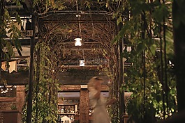 餐廳,葡萄藤,葉子