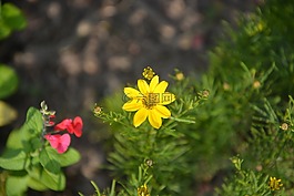 鮮花,黃色,性質(zhì)