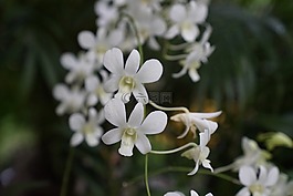 蘭花,熱帶,花的