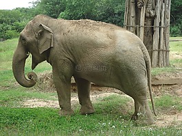 大象,動(dòng)物園,動(dòng)物