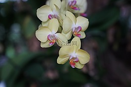 蘭花,熱帶,花的
