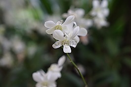 蘭花,熱帶,花的