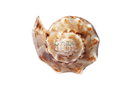 海,貝殼,海洋