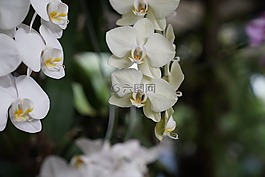 蘭花,熱帶,花的