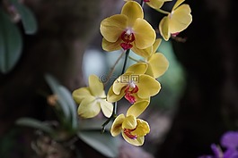 蘭花,熱帶,花的