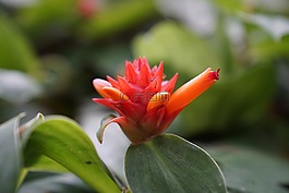 蘭花,熱帶,花的
