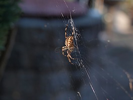 蜘蛛,蜘蛛網(wǎng),昆蟲