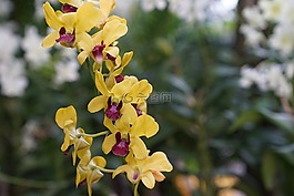 蘭花,熱帶,花的