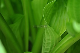 葉,植物,自然