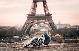 鳥,夫婦,鳥嘴