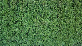 對(duì)沖,紋理,綠色