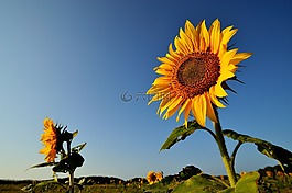 花,向日葵,天空