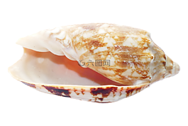 海,貝殼,海洋