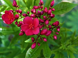 鮮花,紅色,綠色
