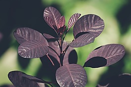 葉子,紅葉,樹