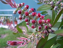 bottlebrush,樹,植物