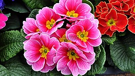 月见草,春天的花朵,马特里