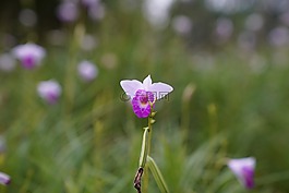 矮的蘭花,熱帶,花的