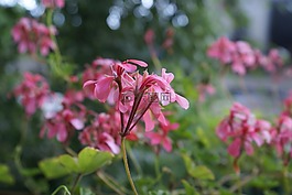 鮮花,夏天,粉色