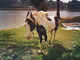 馬,動物,鬃毛
