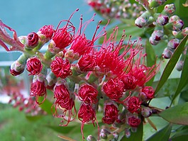 bottlebrush,樹,植物