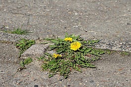 蒲公英,花,太陽