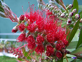 bottlebrush,樹,植物