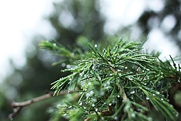 松,針,水滴