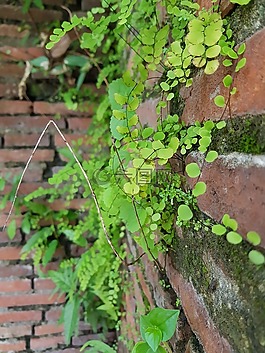 葡萄藤,植物,磚