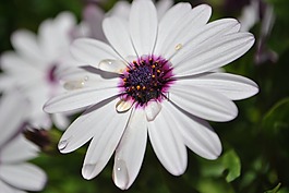 花,花園,拖放