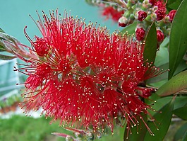 bottlebrush,樹,植物