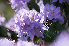 開花,花,關(guān)閉