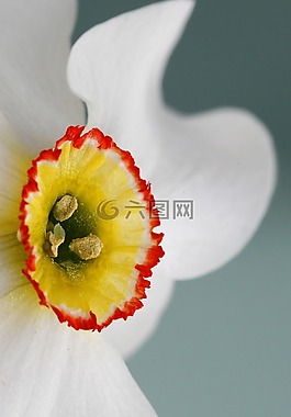開(kāi)花,花,廠