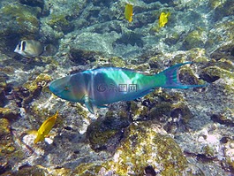 彩虹,魚,水下