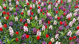 紫,藏紅花,鮮花