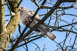 鴿子,野生,鳥