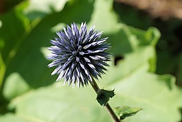 薊,花,開(kāi)花