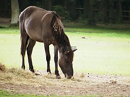 馬,urpferd,動物園