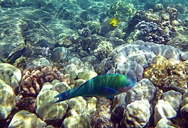 彩虹魚,海洋,海