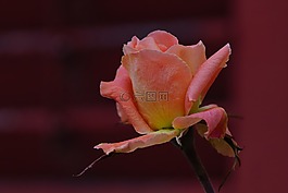 玫瑰,花,性質(zhì)