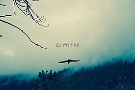 烏鴉,野生,霧